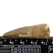 Real dinosaur tooth from a Spinosaurus Real dinosaur tooth from a Spinosaurus