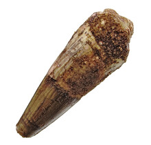 Echte dinosaurus tand van de spinosaurus