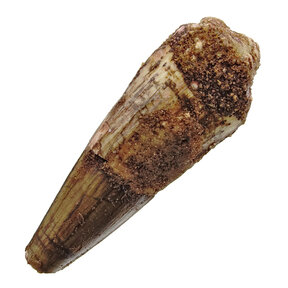Spinosaurus tand