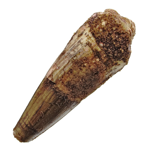 Real dinosaur tooth from a Spinosaurus Real dinosaur tooth from a Spinosaurus