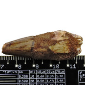 Echte dinosaurus tand van de spinosaurus Echte dinosaurus tand van de spinosaurus