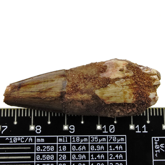 Real dinosaur tooth from a Spinosaurus Real dinosaur tooth from a Spinosaurus