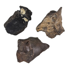 Ice Age Mammal Bones Set