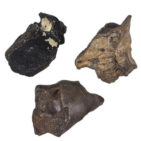 Ice Age Bones Set