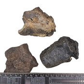 Ice Age Mammal Bones Set Ice Age Mammal Bones Set