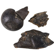 Ice Age Mammal Bones Set Ice Age Mammal Bones Set