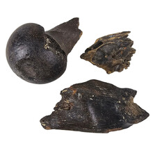 Ice Age Mammal Bones Set