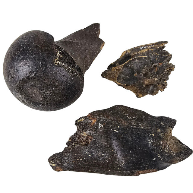 Ice Age Mammal Bones Set Ice Age Mammal Bones Set