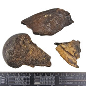 Ice Age Mammal Bones Set Ice Age Mammal Bones Set