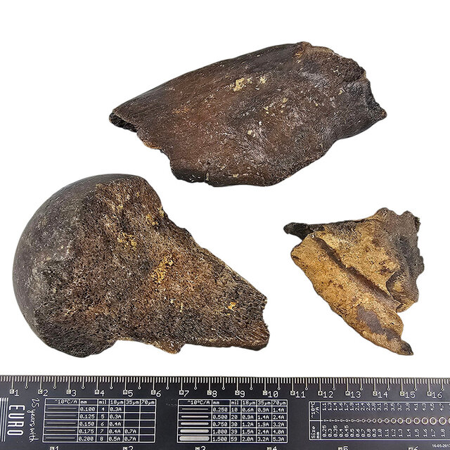 Ice Age Mammal Bones Set Ice Age Mammal Bones Set