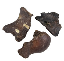 Ice Age Mammal Bones Set