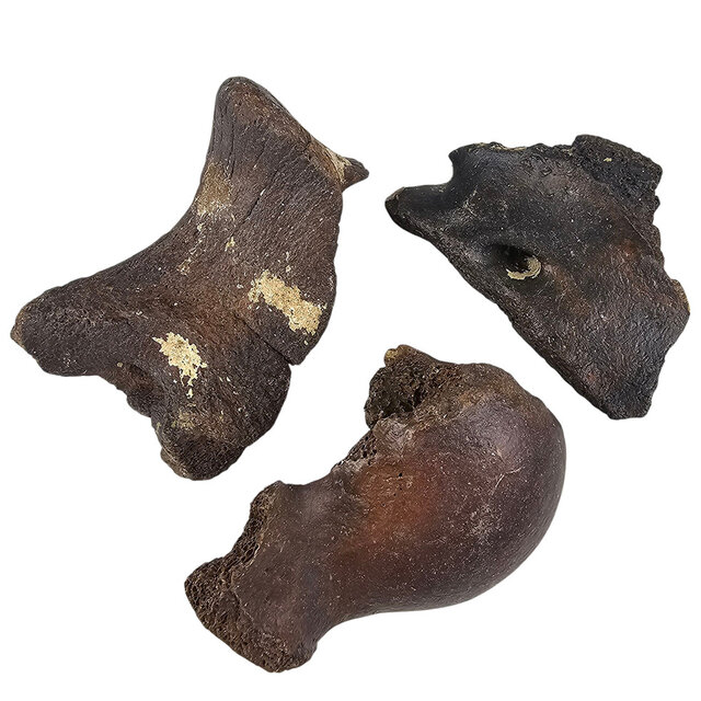 Ice Age Mammal Bones Set Ice Age Mammal Bones Set