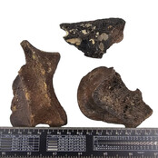 Ice Age Mammal Bones Set Ice Age Mammal Bones Set