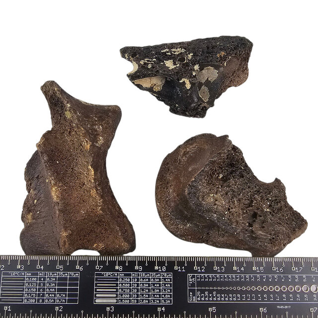 Ice Age Mammal Bones Set Ice Age Mammal Bones Set