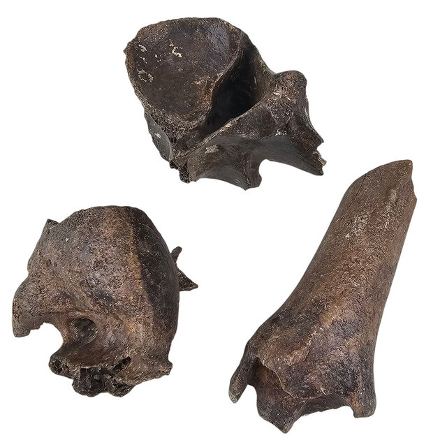 Ice Age Mammal Bones Set Ice Age Mammal Bones Set