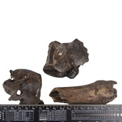 Ice Age Mammal Bones Set Ice Age Mammal Bones Set