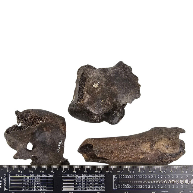 Ice Age Mammal Bones Set Ice Age Mammal Bones Set