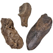 Ice Age Mammal Bones Set Ice Age Mammal Bones Set