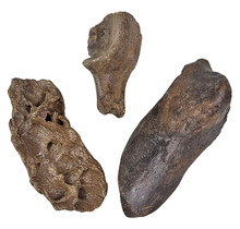 Ice Age Mammal Bones Set