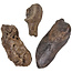 Ice Age Mammal Bones Set