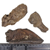 Ice Age Mammal Bones Set Ice Age Mammal Bones Set