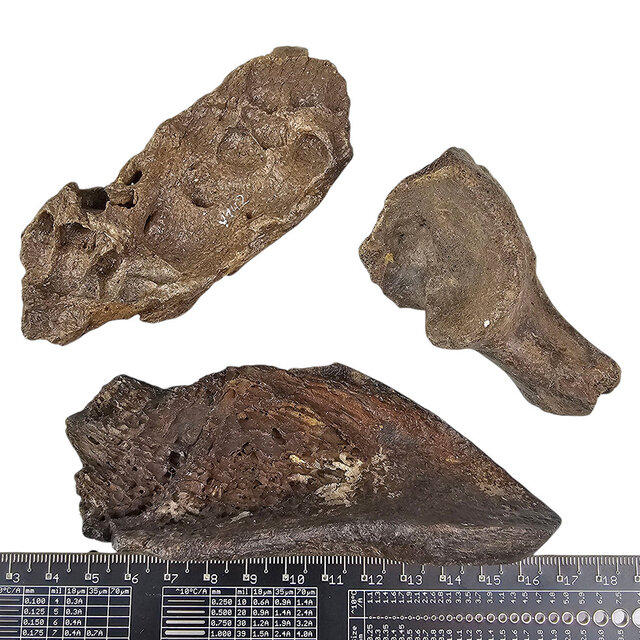 Ice Age Mammal Bones Set Ice Age Mammal Bones Set