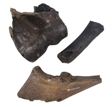 Ice Age Mammal Bones Set