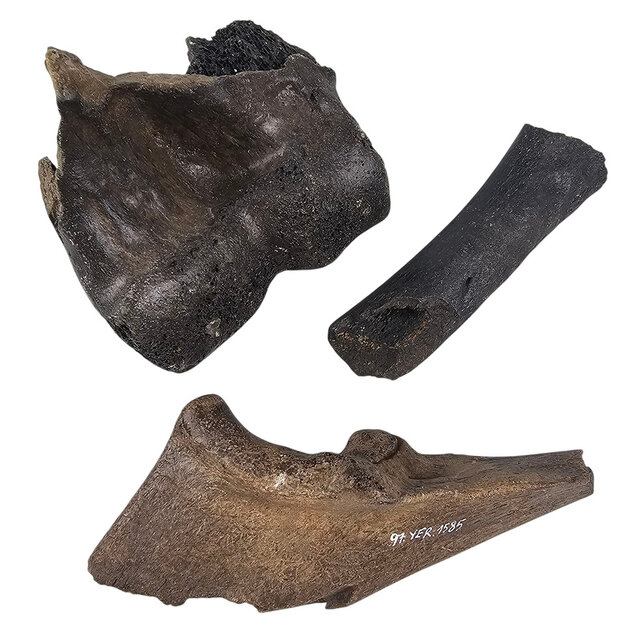 Ice Age Mammal Bones Set Ice Age Mammal Bones Set