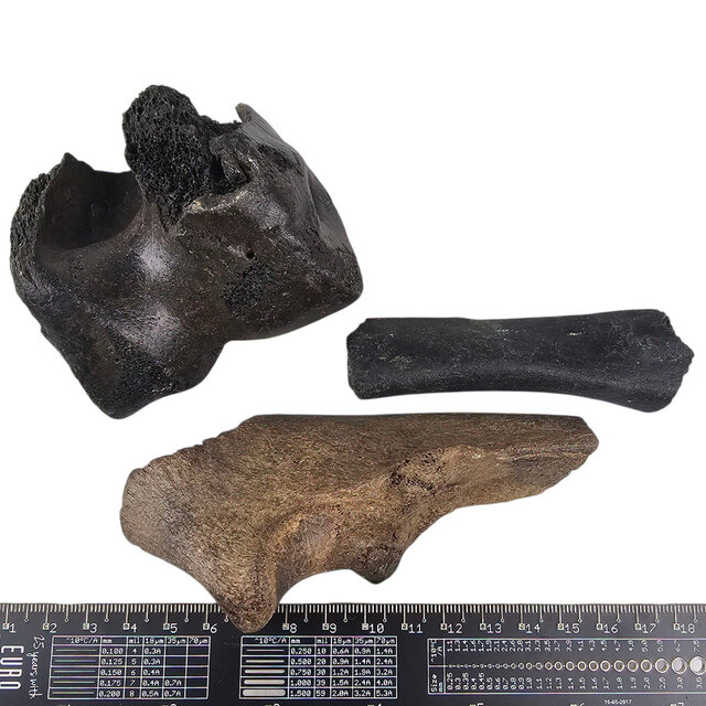Ice Age Mammal Bones Set Ice Age Mammal Bones Set
