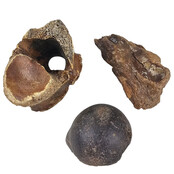 Ice Age Mammal Bones Set Ice Age Mammal Bones Set