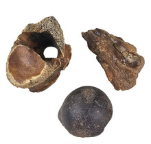 Ice Age Mammal Bones Set