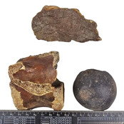Ice Age Mammal Bones Set Ice Age Mammal Bones Set