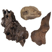 Ice Age Mammal Bones Set Ice Age Mammal Bones Set