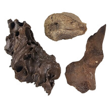 Ice Age Mammal Bones Set