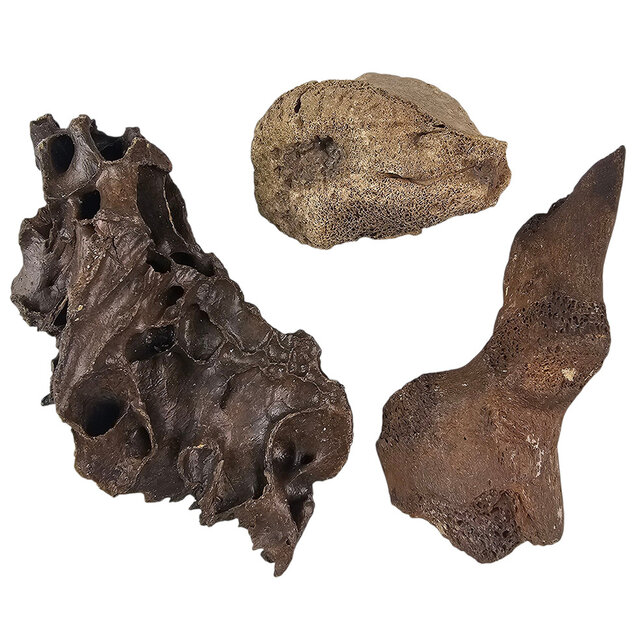 Ice Age Mammal Bones Set Ice Age Mammal Bones Set