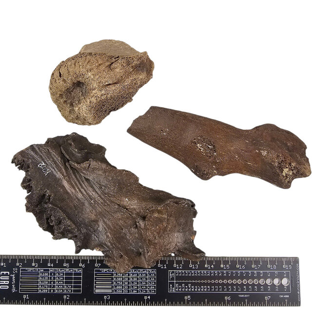 Ice Age Mammal Bones Set Ice Age Mammal Bones Set