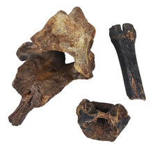 Ice Age Mammal Bones Set
