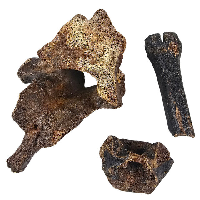 Ice Age Mammal Bones Set Ice Age Mammal Bones Set