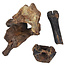 Ice Age Mammal Bones Set