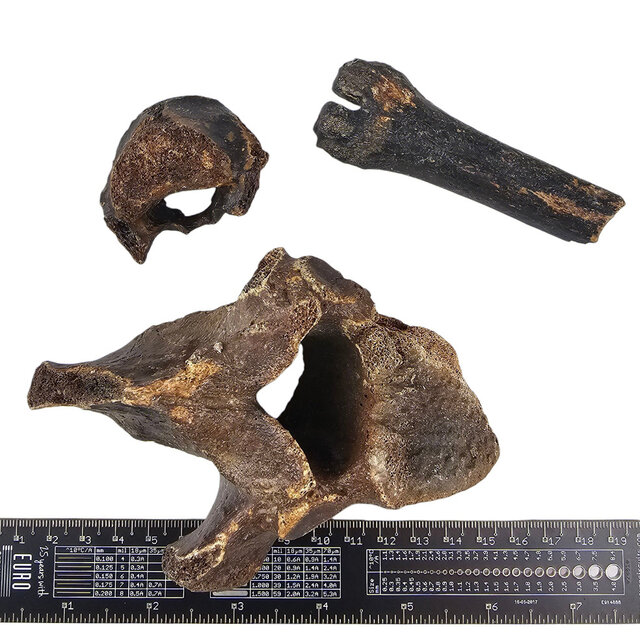 Ice Age Mammal Bones Set Ice Age Mammal Bones Set