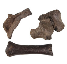 Ice Age Mammal Bones Set