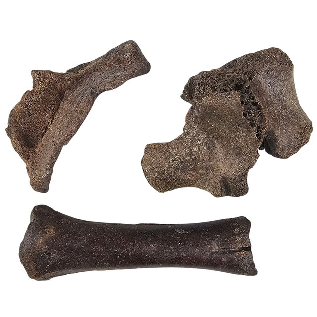 Ice Age Mammal Bones Set Ice Age Mammal Bones Set