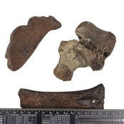 Ice Age Mammal Bones Set Ice Age Mammal Bones Set
