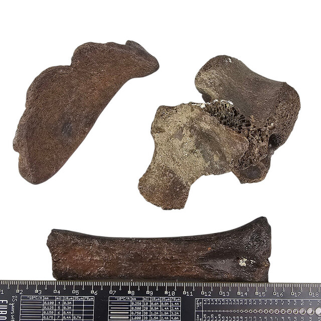 Ice Age Mammal Bones Set Ice Age Mammal Bones Set