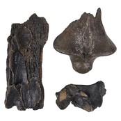 Ice Age Mammal Bones Set Ice Age Mammal Bones Set