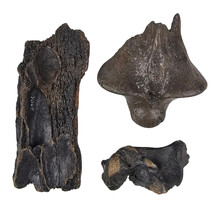 Ice Age Mammal Bones Set