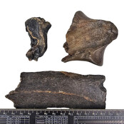 Ice Age Mammal Bones Set Ice Age Mammal Bones Set