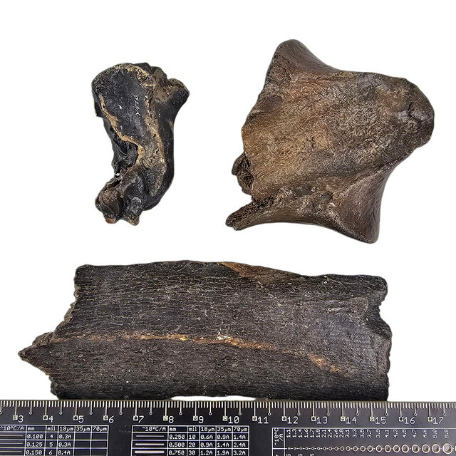 Ice Age Mammal Bones Set Ice Age Mammal Bones Set