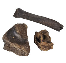 Ice Age Mammal Bones Set