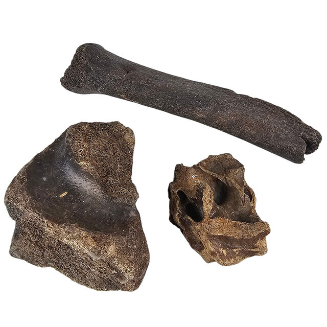 Ice Age Mammal Bones Set Ice Age Mammal Bones Set